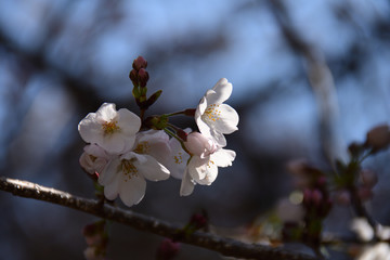 桜