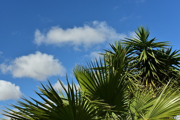 palmblätter vor blauem himmel mit wolken