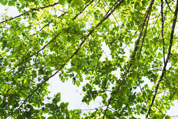 Fototapeta premium green background,under the threes.