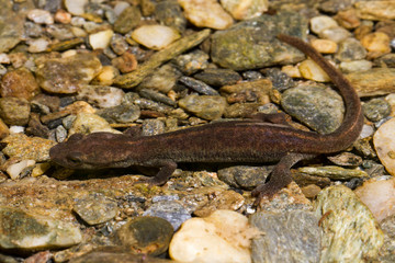 Korsischer Gebirgsmolch im Bachbett unter Wasser in der Seitenansicht