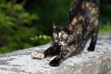 Eine freigestellte Schildpattkatze streckt die Vorderbeine aus