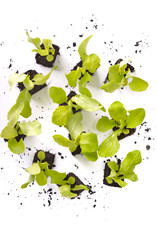 Fototapeta na wymiar top view on leaf of lettuce seedlings in dirt on white background