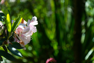 Rhododendron flowers