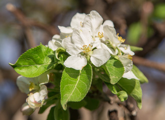 Flowers on a fruit tree in spring