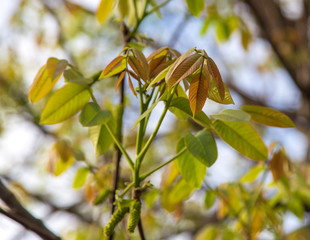 The leaves on the walnut branches in the spring