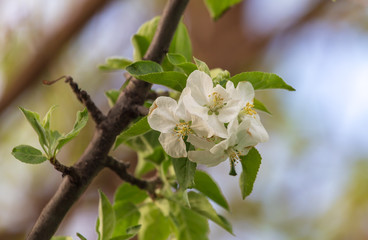 Flowers on a fruit tree in spring