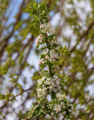 Flowers on a fruit tree in spring
