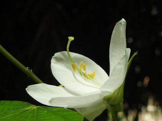 Macro of Bauhinia acuminata(White Mandaram) flower