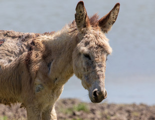 Portrait of a donkey on nature in spring