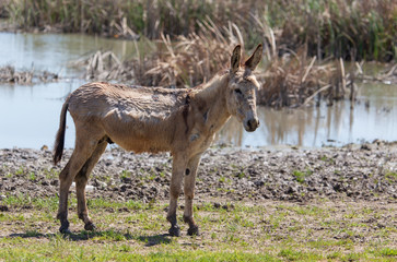 Portrait of a donkey on nature in spring