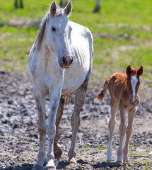 Horse with a little foal in the park