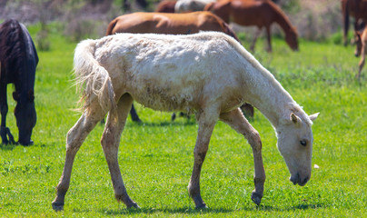 Naklejka na ściany i meble Horses graze on green grass in spring