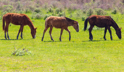 Fototapeta na wymiar Horses graze on green grass in spring