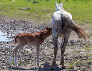 Naklejka na ściany i meble Horse with a little foal in the park