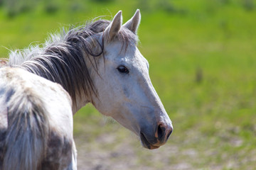 Portrait of a horse on nature in spring