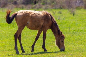 Horse grazes on green grass in spring
