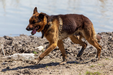 The dog runs near the pond in nature