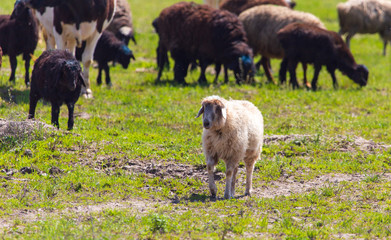 Sheep graze in the meadow in spring