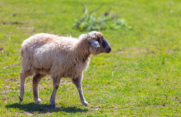 Sheep graze in the meadow in spring