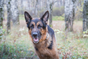 Dog German Shepherd outdoors in an autumn