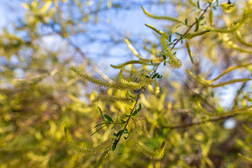 Flowers on the branches of willow in spring