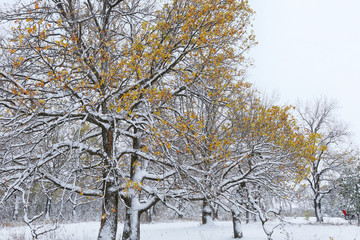 snowfall in the oak grove