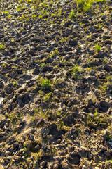 Traces of a cow on clay ground as a background