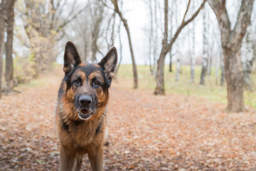 Dog German Shepherd outdoors in an autumn