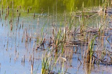 Reed grows in the pond as a background