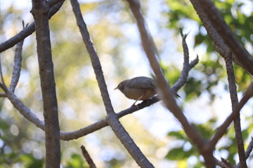 sparrow on branch