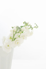 白いストックの花