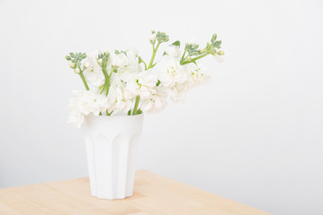 白いストックの花