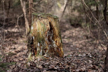 old rotten stump in the forest in spring