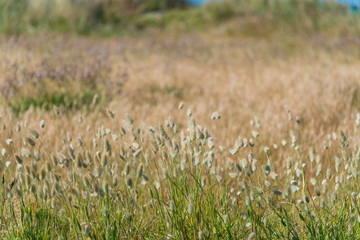 Flowers in Melbourne Royal Botanic garden