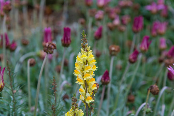 Flowers in Melbourne Royal Botanic garden