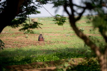 Landscape in Tribe Dasanech