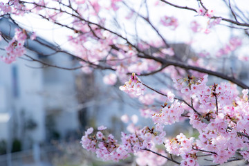 線路沿いの桜