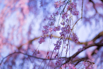 京都御苑のしだれ桜