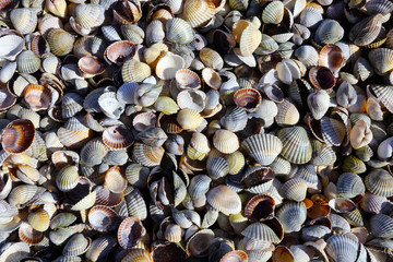 seashells for background