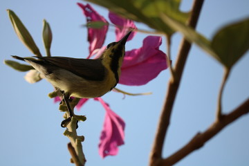 bird on branch