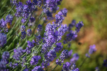 Lavender flower field