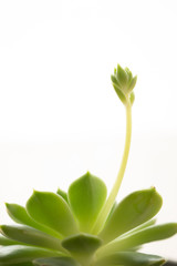 Fototapeta premium 陽を浴びる植物