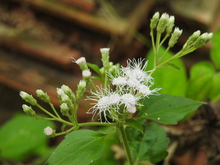 Flowers of Chromolaena odorata