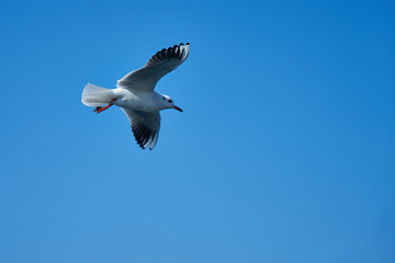 Image of seabirds. Image of seagulls.