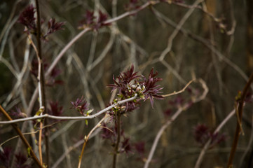 branches of the tree in spring