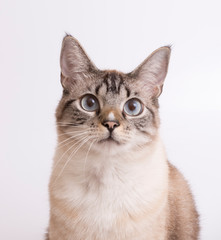 blue eyed cat on white background