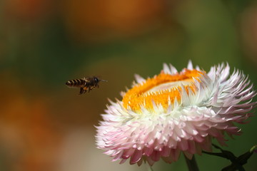 bee on flower