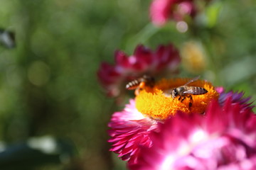 bee on flower