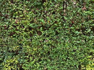 green ivy on the wall