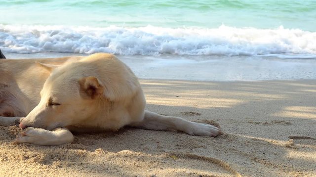 4K Video selective focus stabilize medium shot shot of light brown short hair dog laying and sleeping on the sand beach under tree shade in summer and sea wave splashing against the beach.